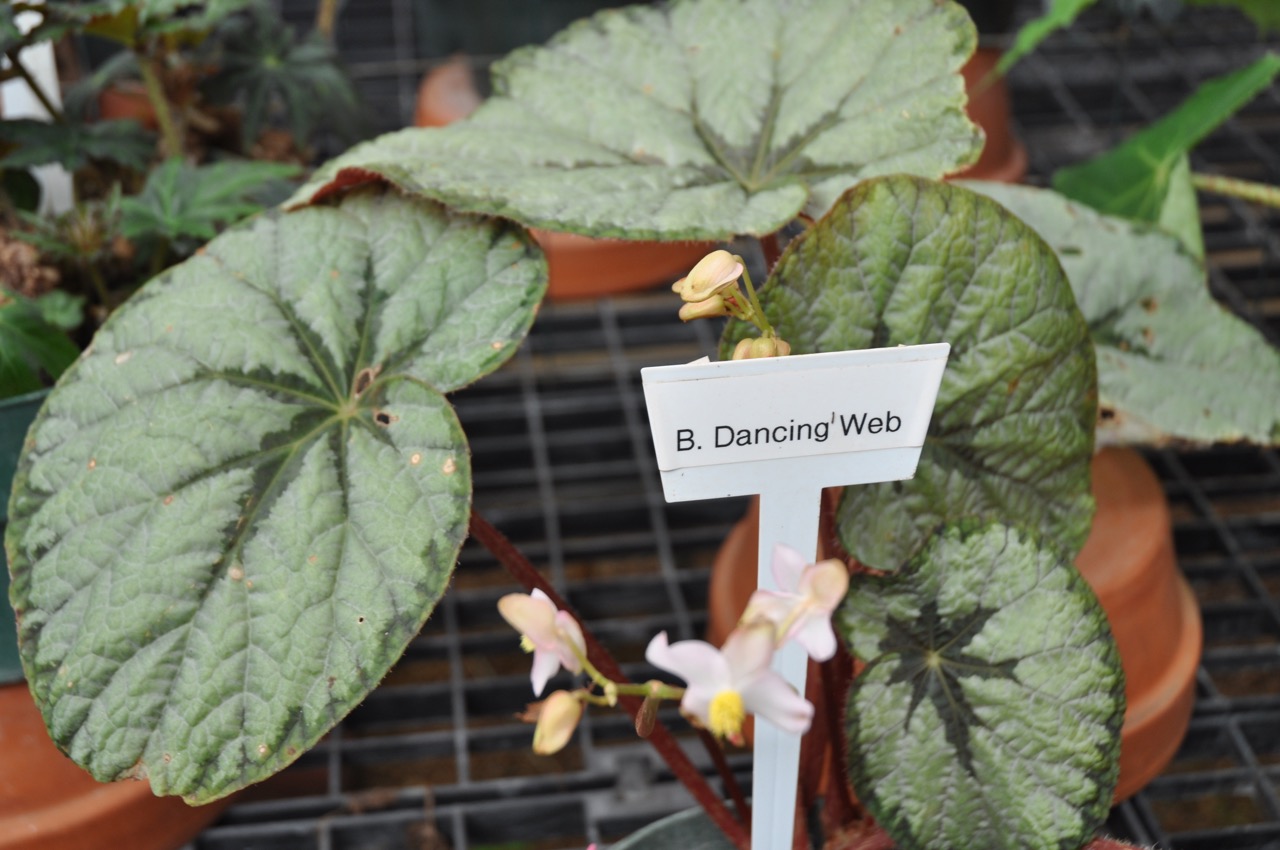 B. ‘Dancing Web’